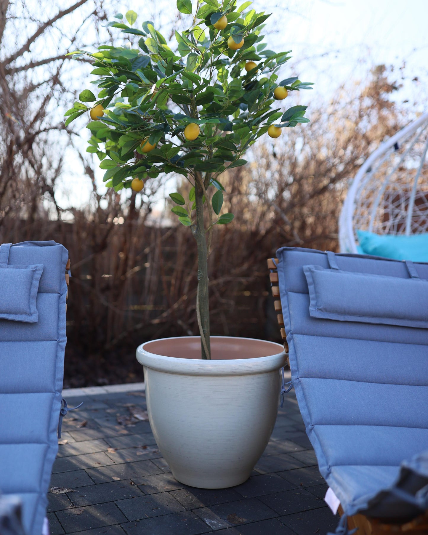 Acacia Wood Garden Sun Lounger Light with Cushion Blue BRESCIA II
