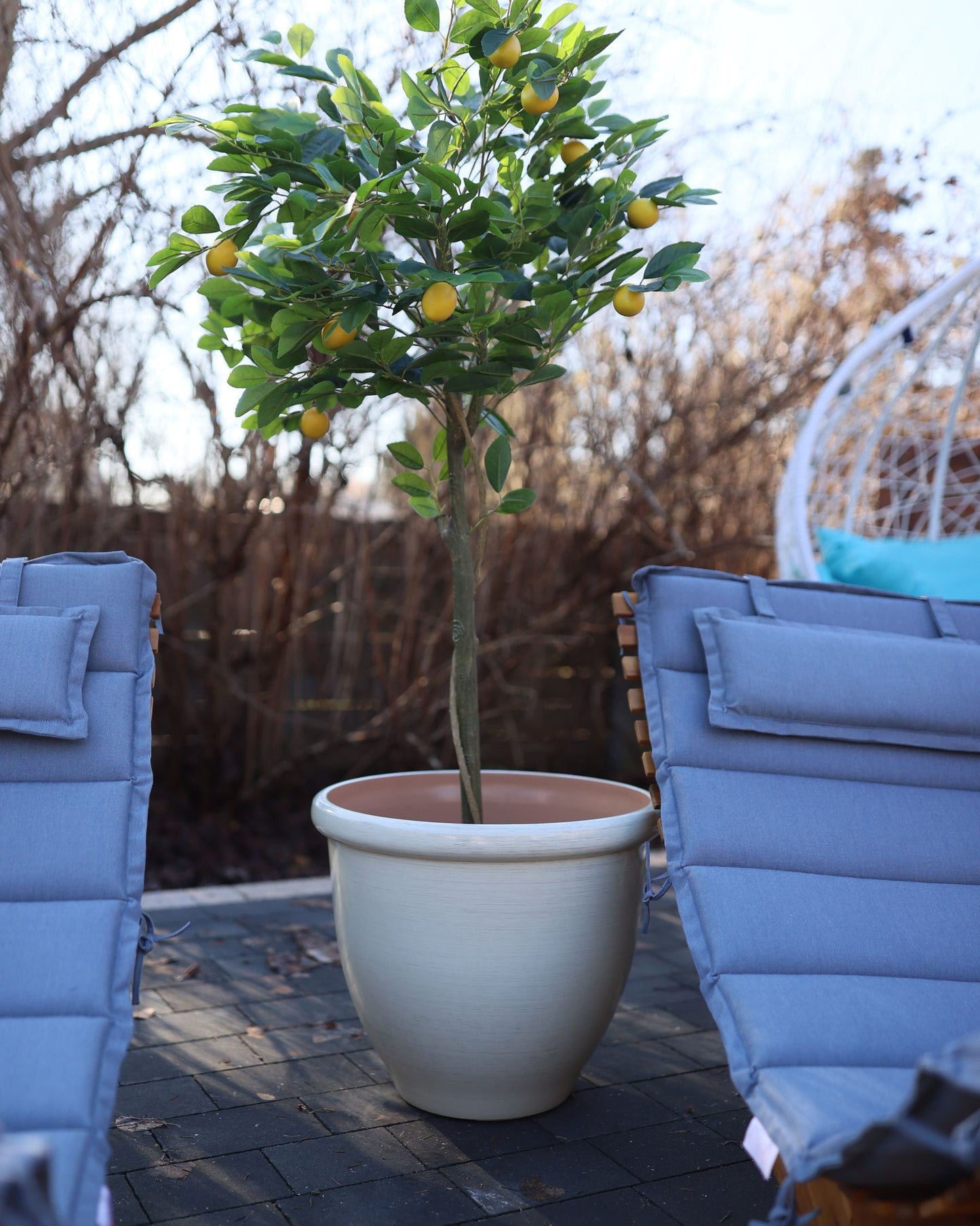 Acacia Wood Garden Sun Lounger Light with Cushion Blue BRESCIA II